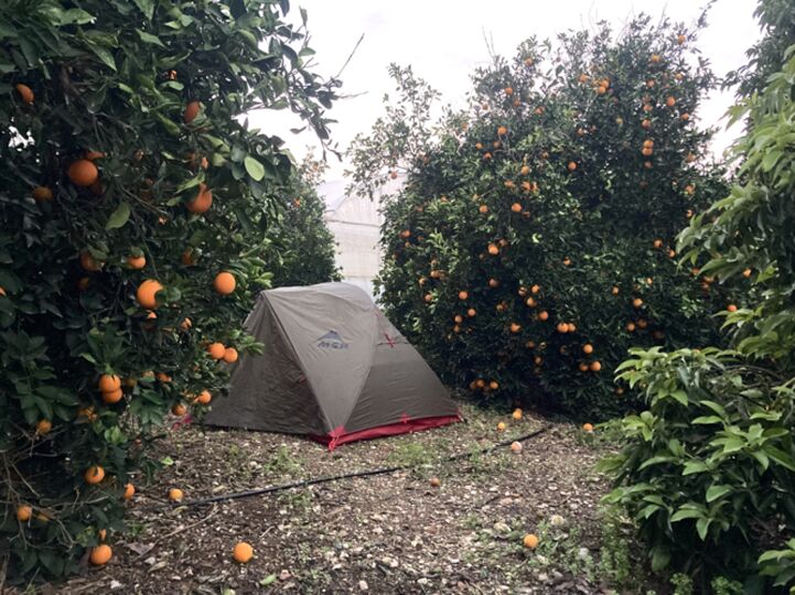 Camping in an orange grove