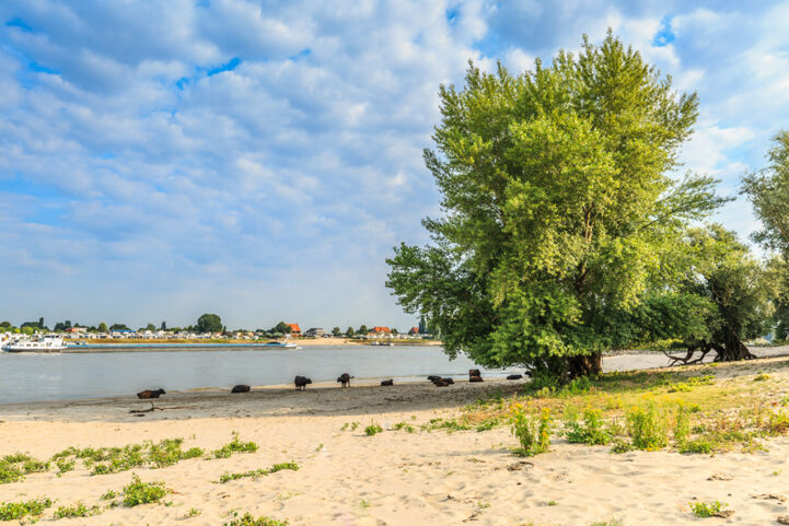 Millingerwaard floodplain landscape with rich wildlife.