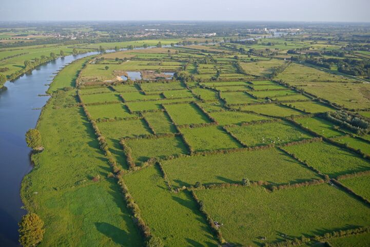 Maasheggen in Dutch Brabant. Photo: Rene Schoenmakers
