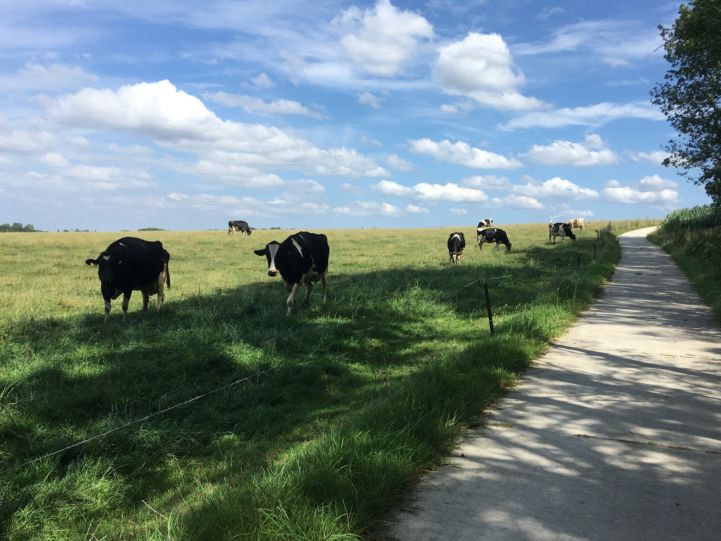 Cows grassing close to Ciney in Belgium