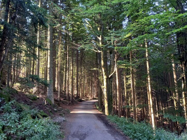 Bavarian Forest National Park