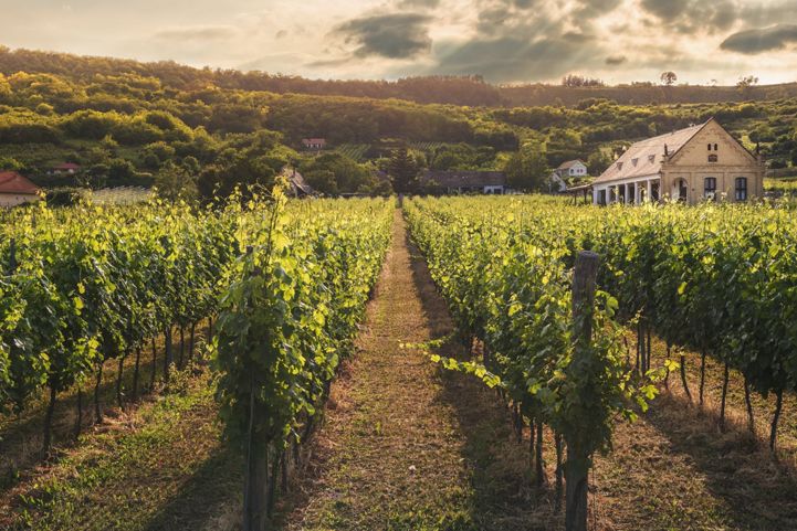 Vineyards along the route