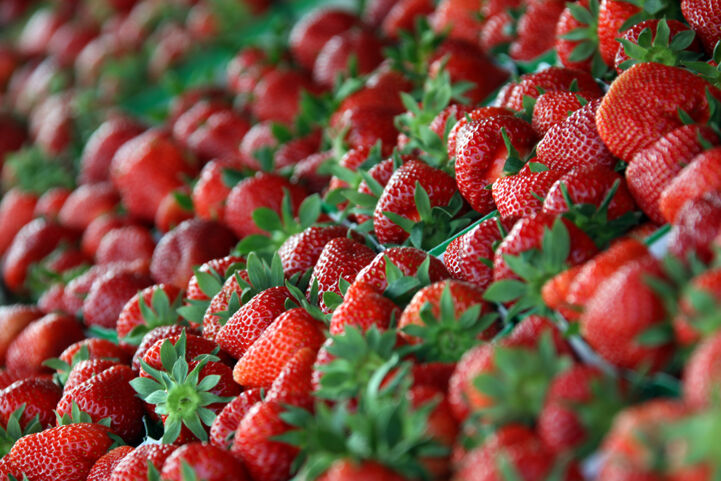 Strawberry museum in Namur and multiple strawberry stands are a must-stop on EuroVelo 19 in Belgium.