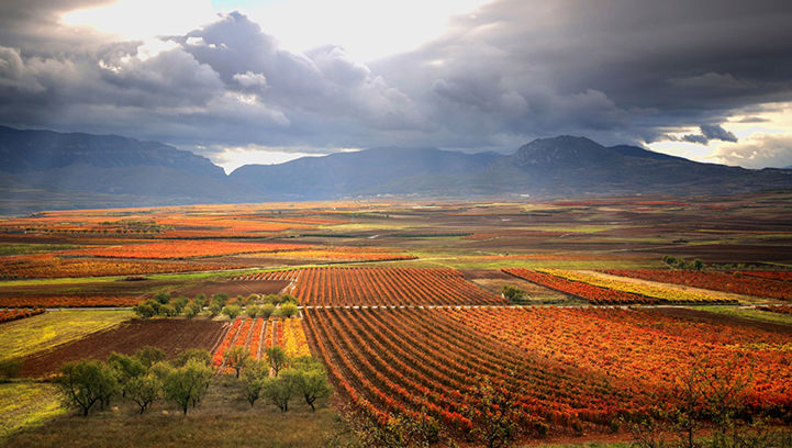 La Rioja Vineyards. Photo by Daniel Acevedo