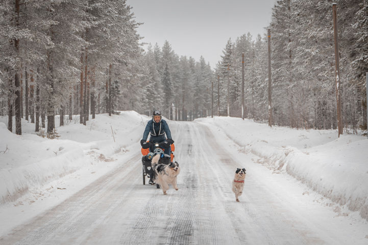 On the road with the dogs