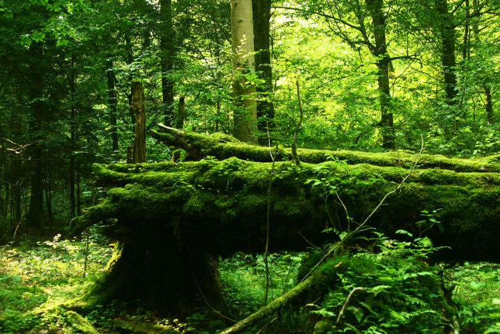 The biodiversity of the Białowieża forest