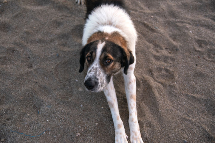 Night companion on a beach in Greece